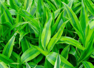 Dracena 703 0 029 Dracena_ok